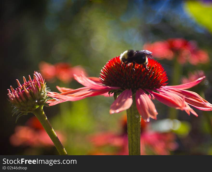 A Bumble Bee And Pink Daisies