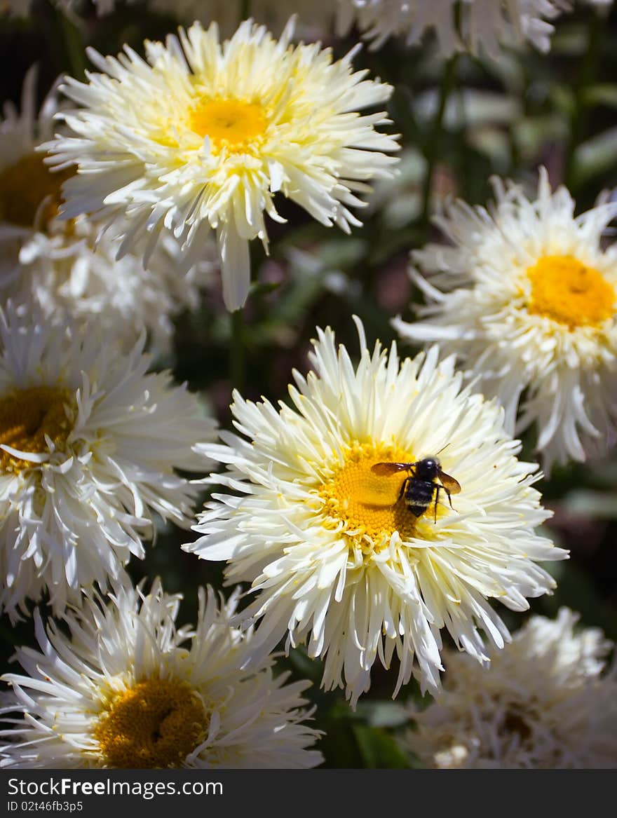 A bumble bee and white daisies. A bumble bee and white daisies