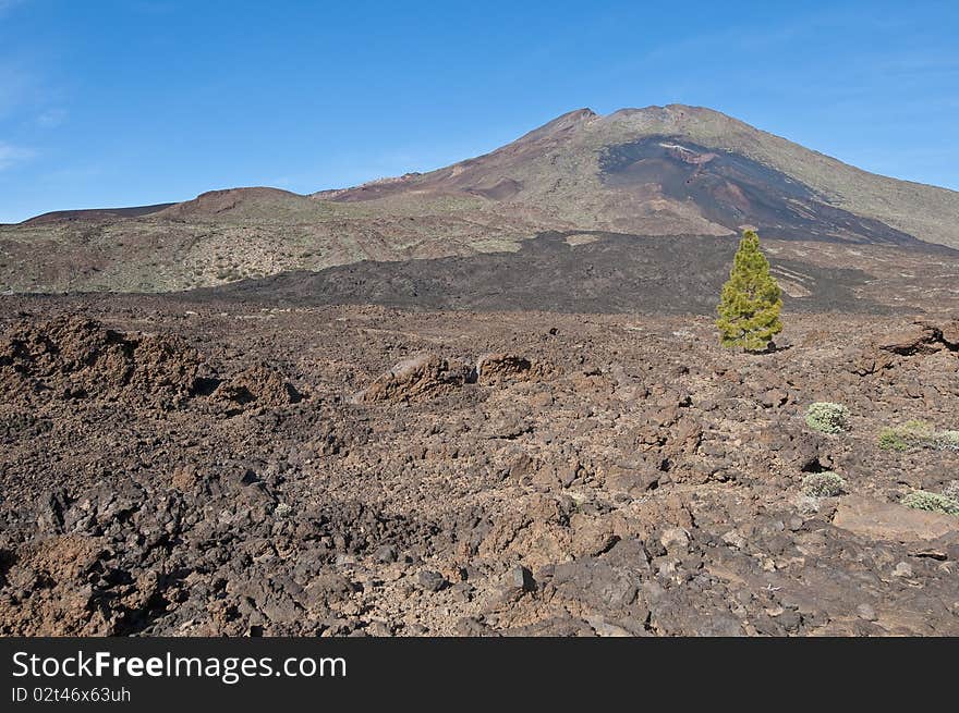 Samarra volcanic region near Mount Teide, Tenerife Island. Samarra volcanic region near Mount Teide, Tenerife Island