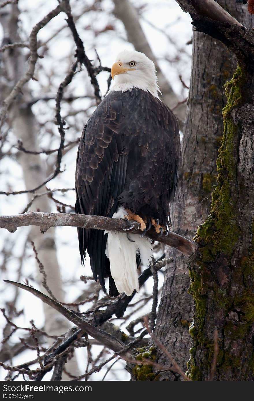 Wild Bald Eagle, head turned in regal majesty, perched on tree branch with visible trunk, bark, and moss. Wild Bald Eagle, head turned in regal majesty, perched on tree branch with visible trunk, bark, and moss