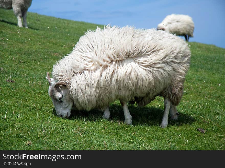 Ireland sheep