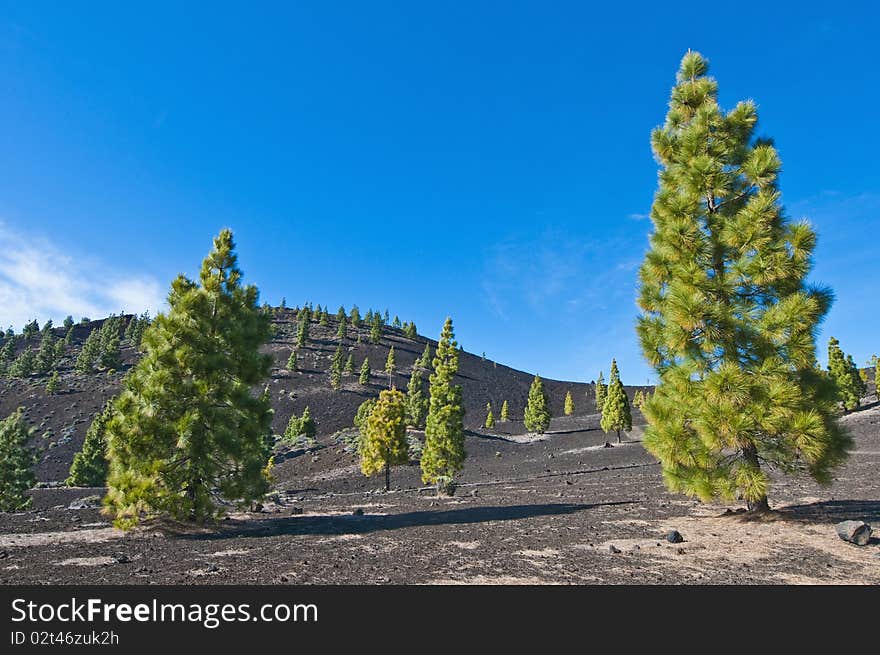 Samarra volcanic region near Mount Teide, Tenerife Island. Samarra volcanic region near Mount Teide, Tenerife Island