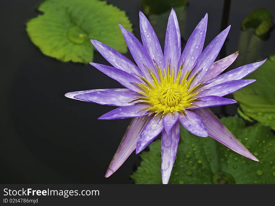 Close up lotus in lotus garden