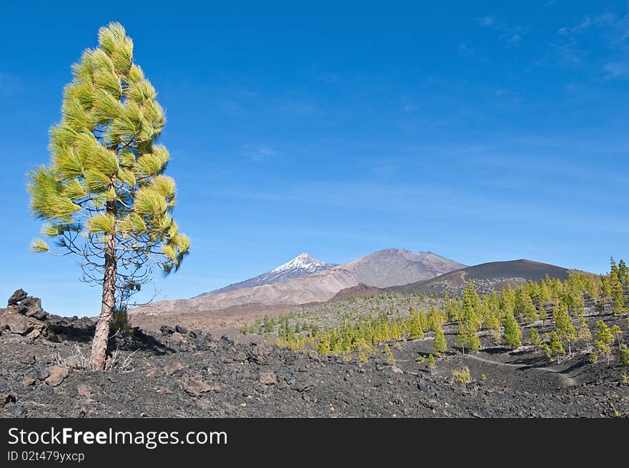 Samarra volcanic region near Mount Teide, Tenerife Island. Samarra volcanic region near Mount Teide, Tenerife Island