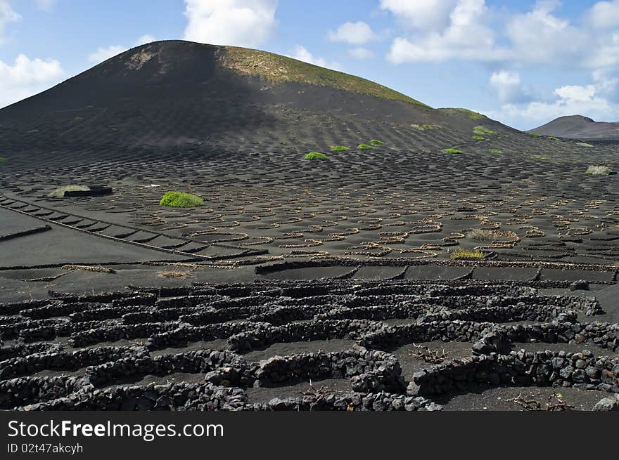 Volcanic Vineyards