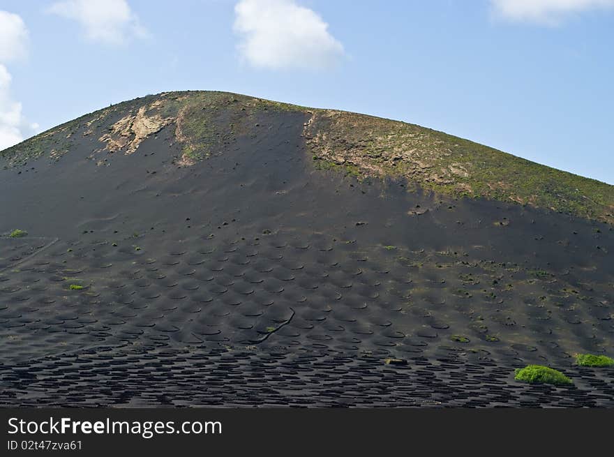 Volcanic Vineyards