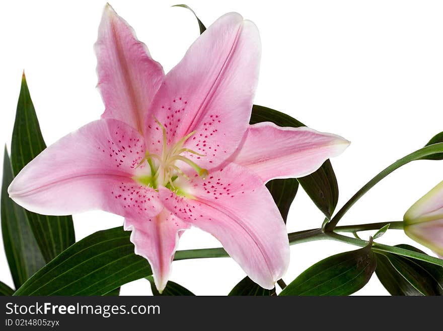 Beautiful Lilies