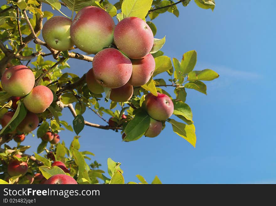 Cluster of ripe apples on a tree branch against blue sky. Cluster of ripe apples on a tree branch against blue sky