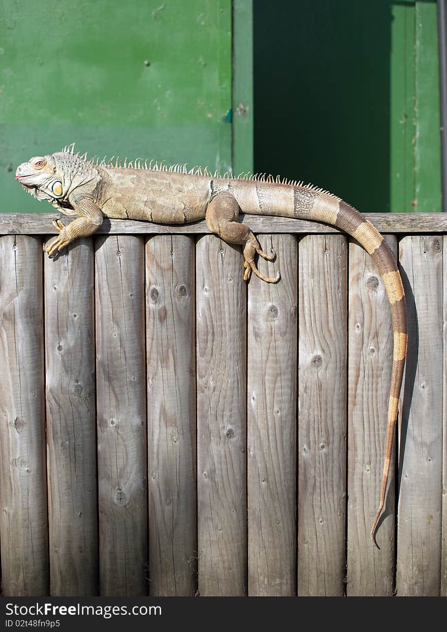 Close up of an Iguana