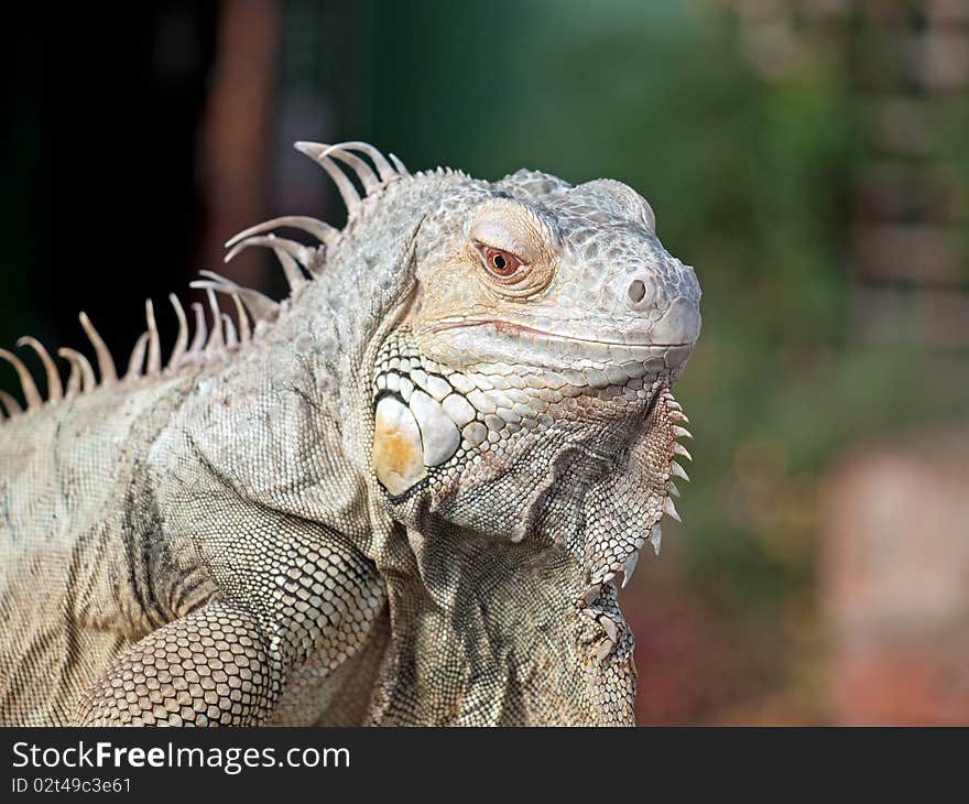 Close up of an Iguana on a fence