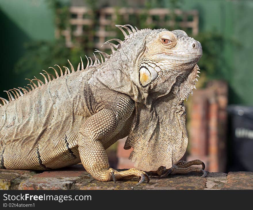 Close up of an Iguana