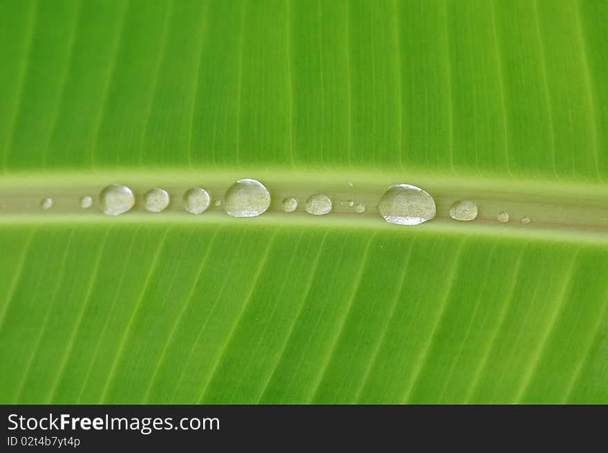 Green banana leaf and water droplet