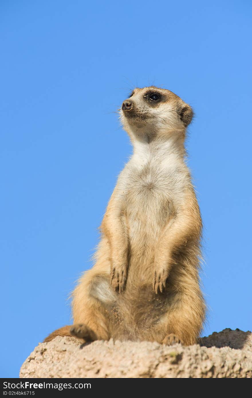 Suricata standing on a rock.