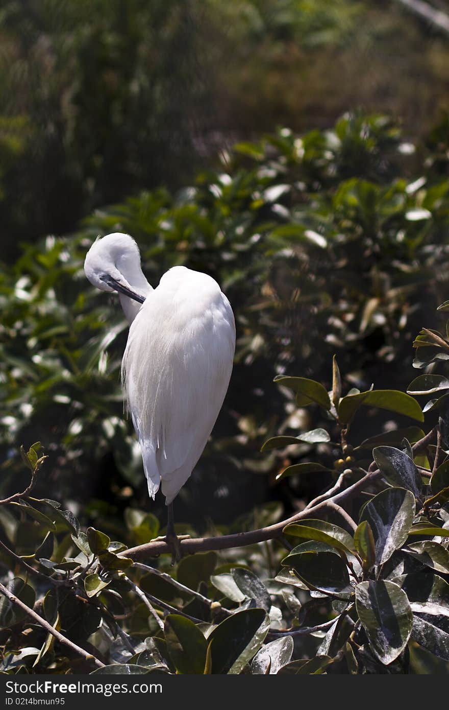 Little egret white bird on natural background