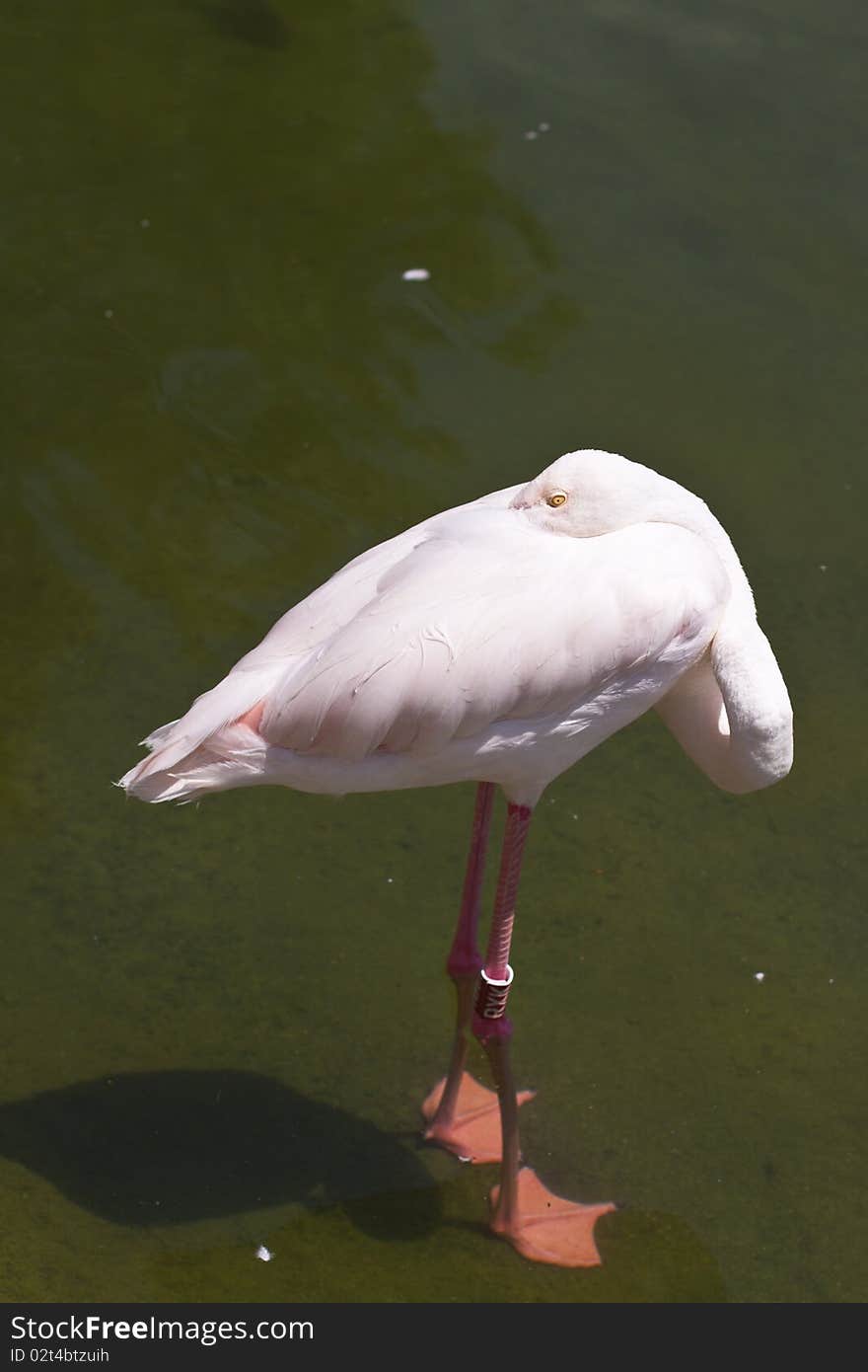 Flamingo Sleeping