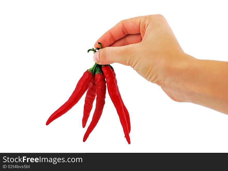 Chili peppers in hand