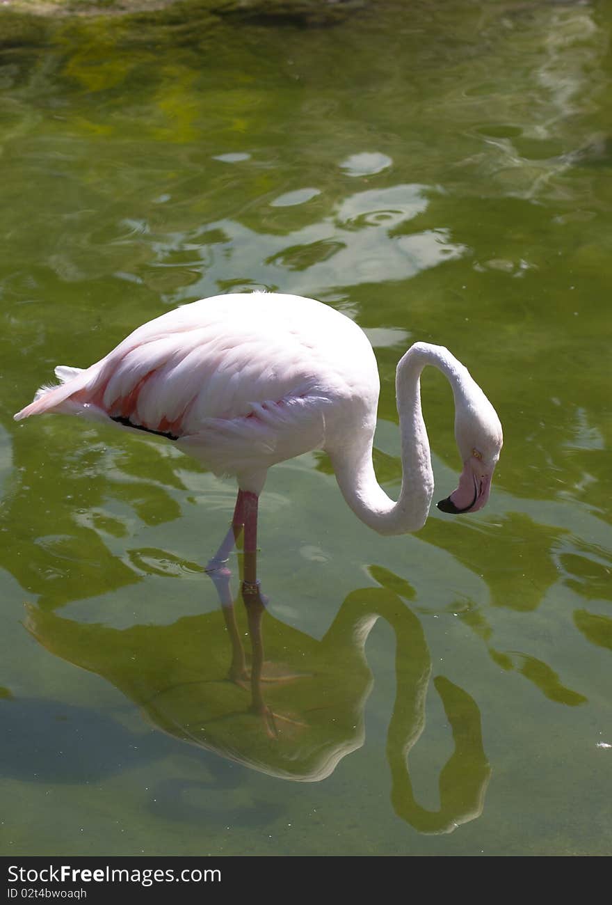 White flamingo