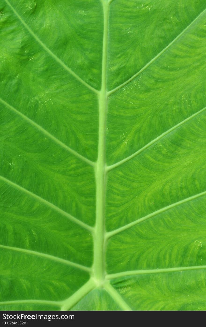 Green leaf surface texture detail. Green leaf surface texture detail