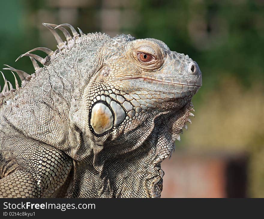 Close up of an Iguana