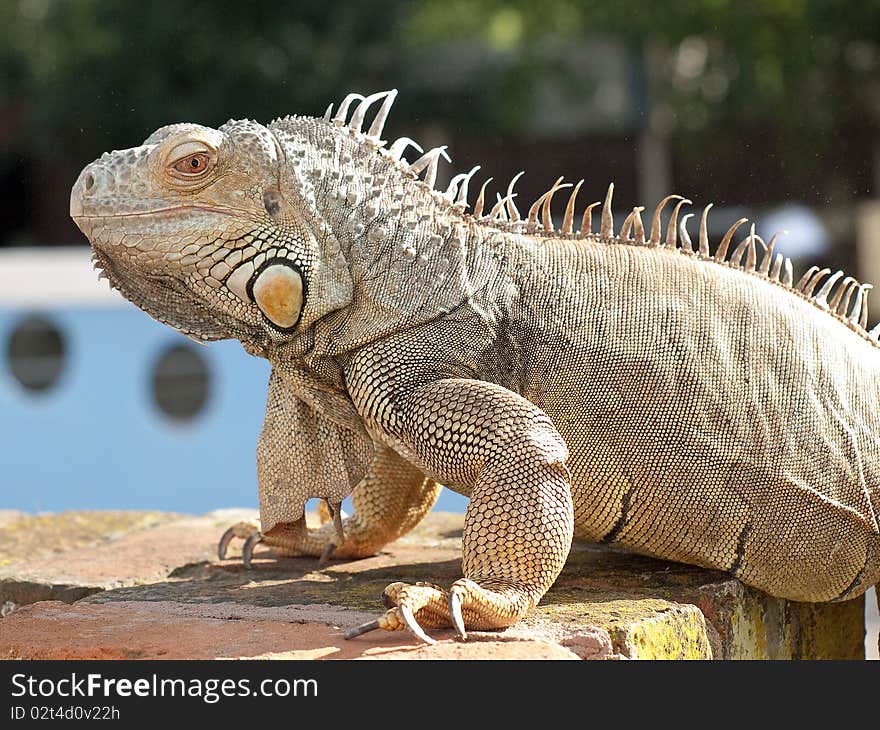 Close up of an Iguana