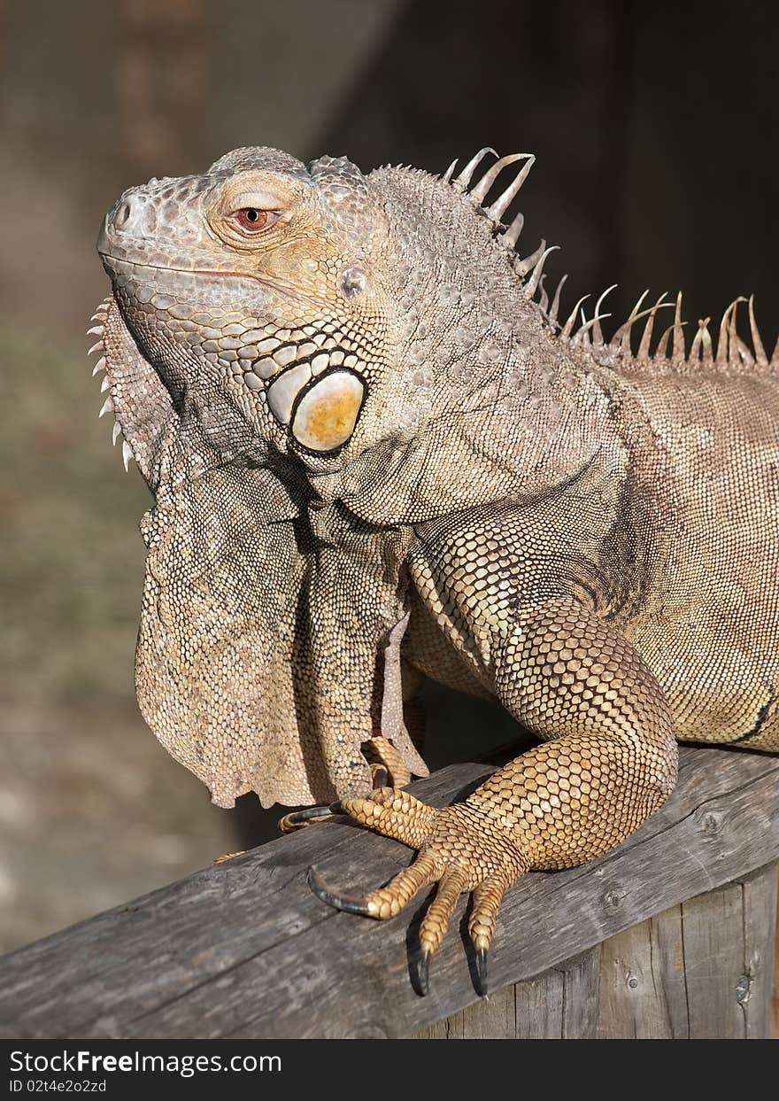 Close up of an Iguana