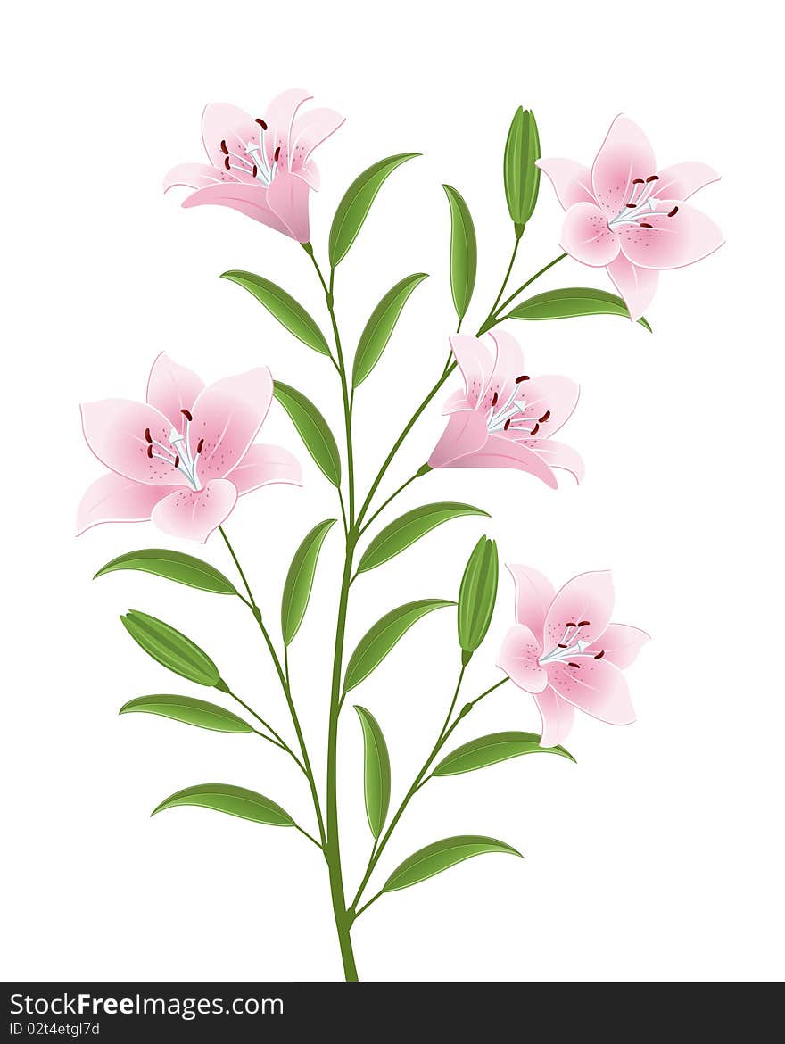 Isolated image of a flowers. Vector illustration. Isolated image of a flowers. Vector illustration.