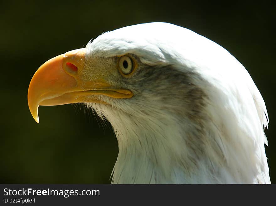 Photo of the head of a bald eagle.