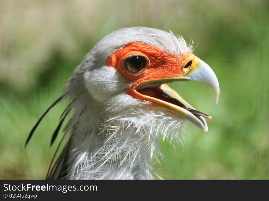 Secretary bird