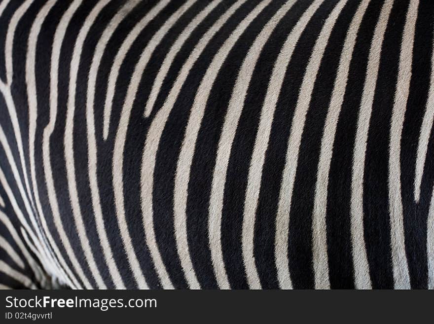 Zebra Skin Background