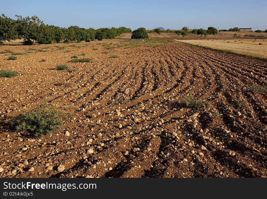 Field, ploughed after the harvesting. Field, ploughed after the harvesting