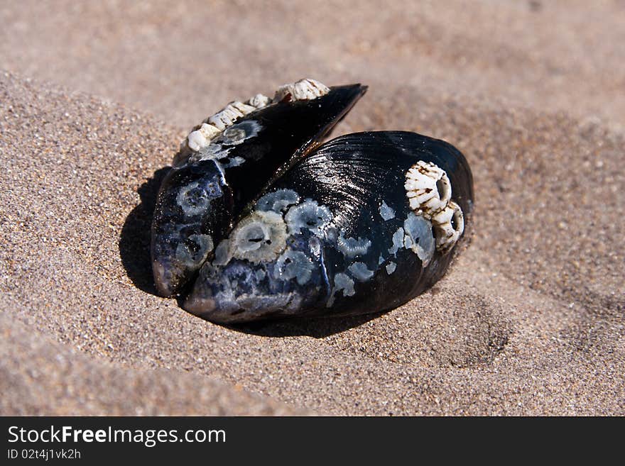 Closeupview of a mussel in the sand