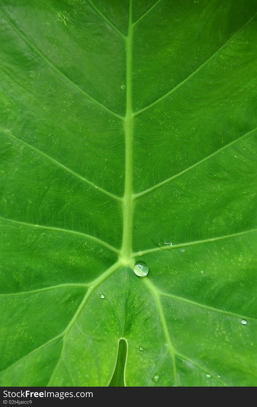 Green leaf with water droplet