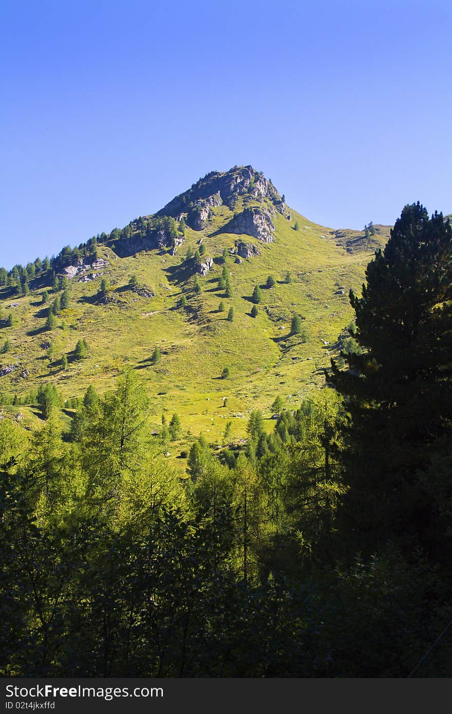 Mountain pine forest and blue sky