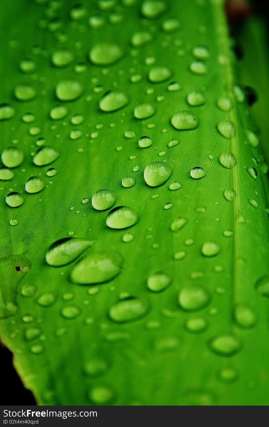 Water drop on green color leaf