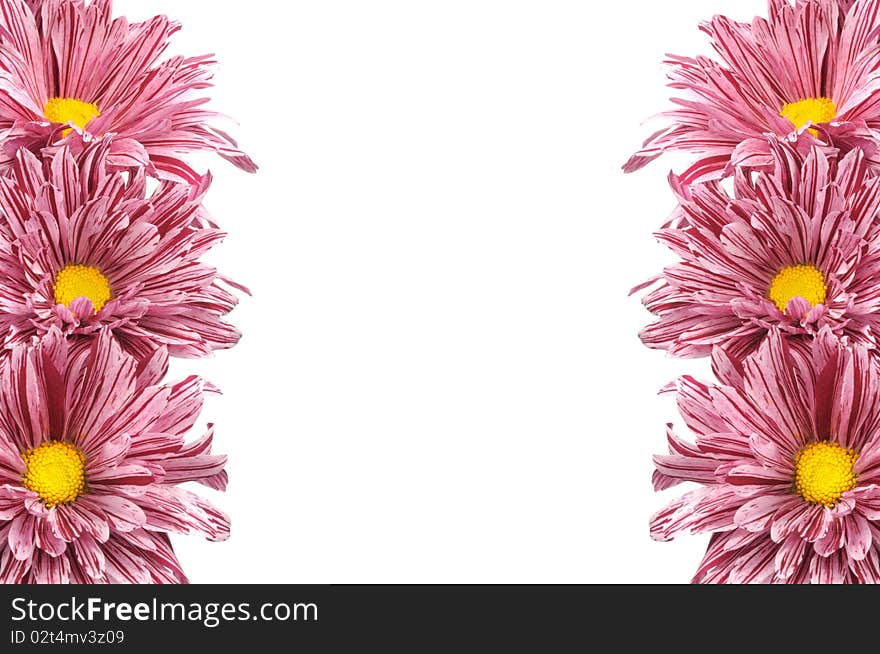 Border of pink chrysanthemum flowers on white background. Border of pink chrysanthemum flowers on white background