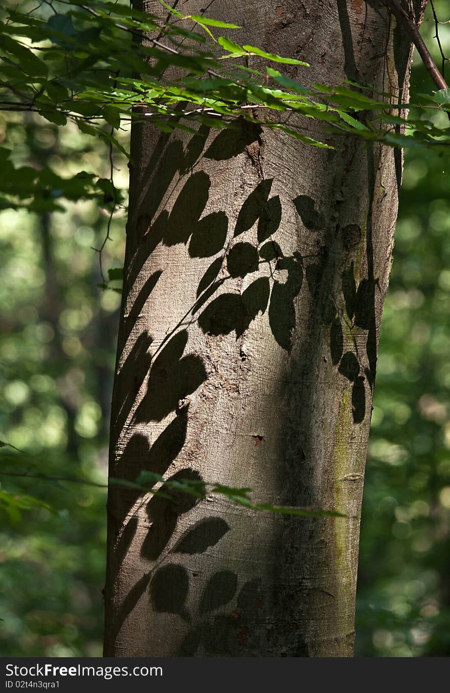 Leaf silhouettes on a beech tree