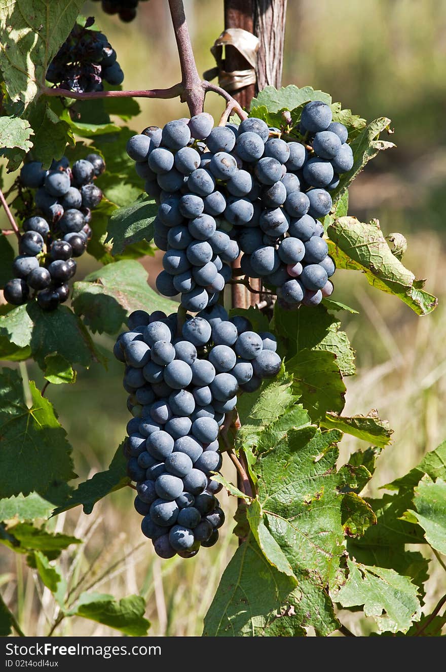 Grapes