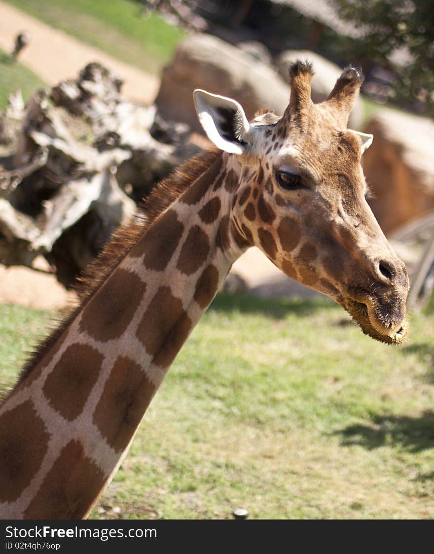 Giraffe head closeup on natural background