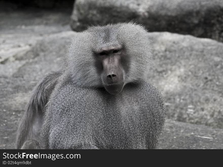 Baboon looking at you