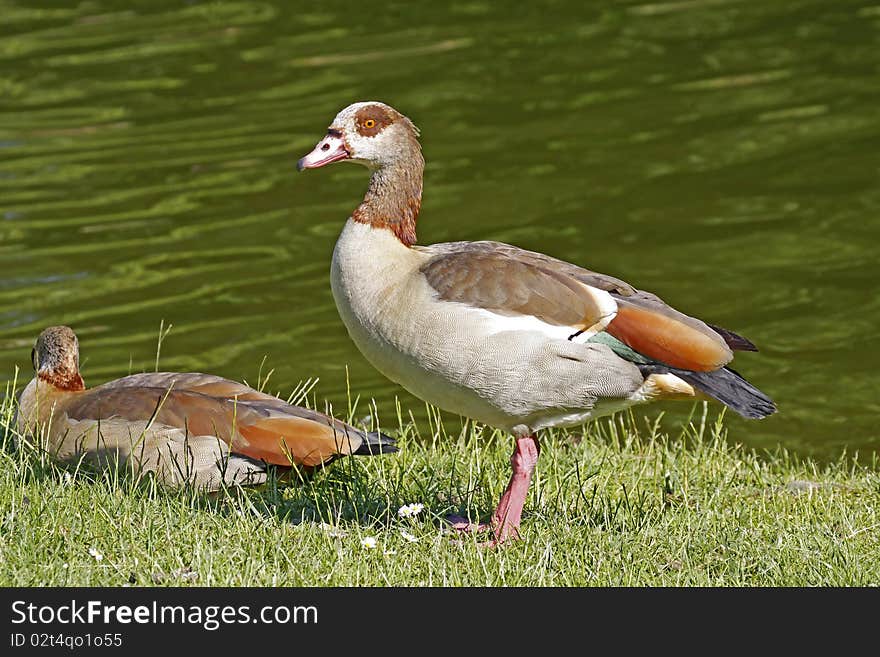 Egyptian Goose (Alopochen aegytiacus) at a little pond,in Germany, Europe