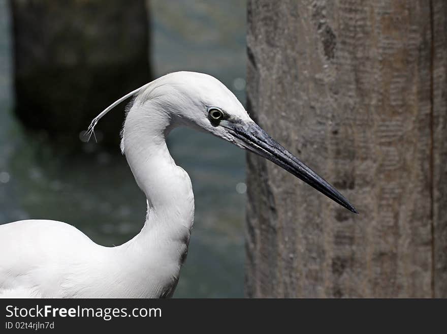 Little Egret (Egretta garzetta)