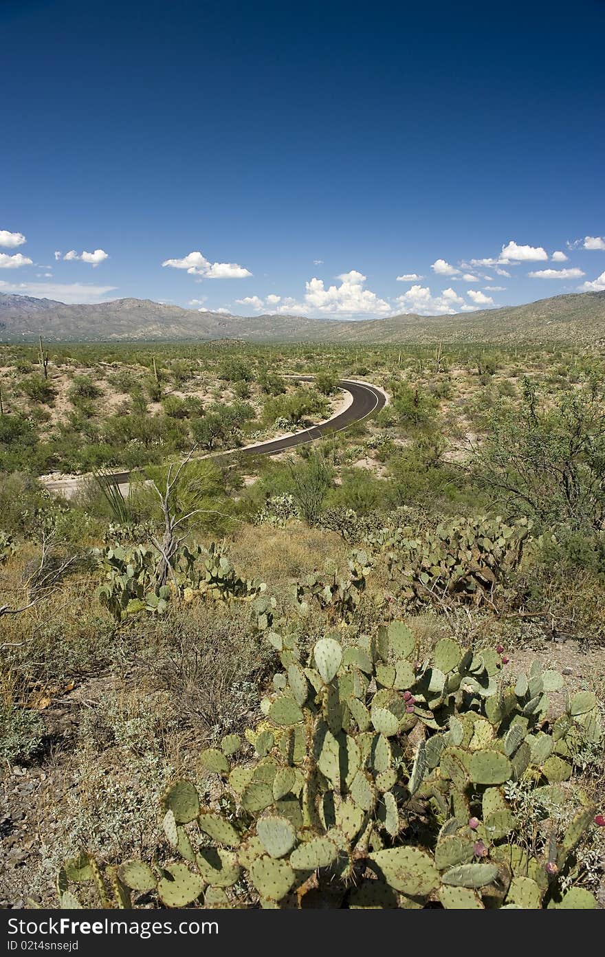 Fields of cacti in the Sonoran Desert. Fields of cacti in the Sonoran Desert