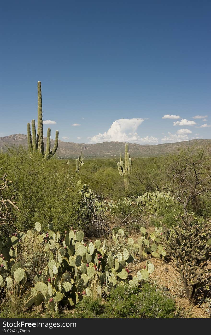 Cacti in the Sonoran Desert