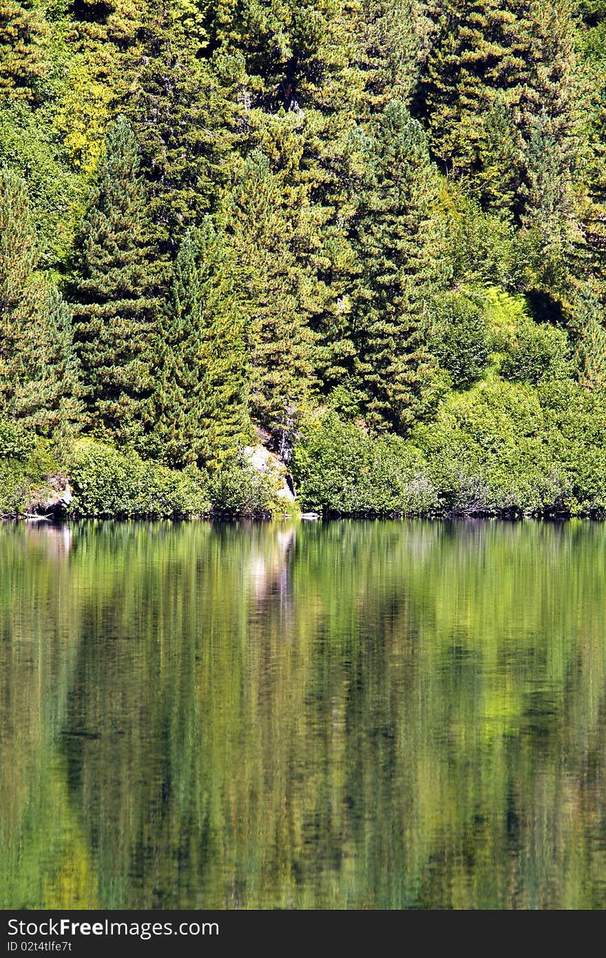 Pine forest near the lake with reflections