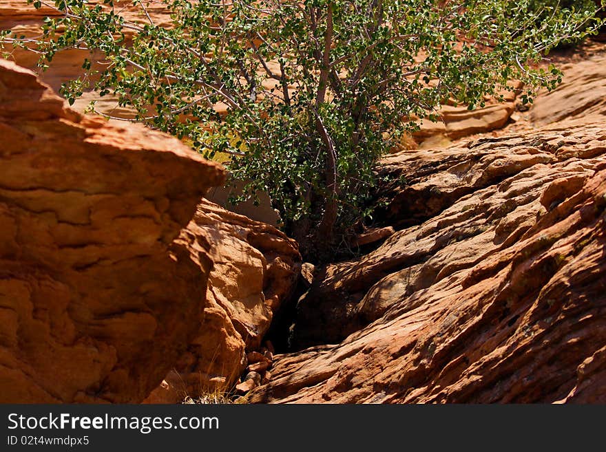 A tree among sandstone in the desert.