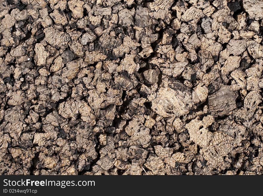 Texture of the bark of cork. Texture of the bark of cork