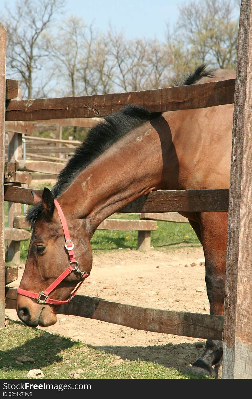 Head of a brown horse during it's grazing. Head of a brown horse during it's grazing.