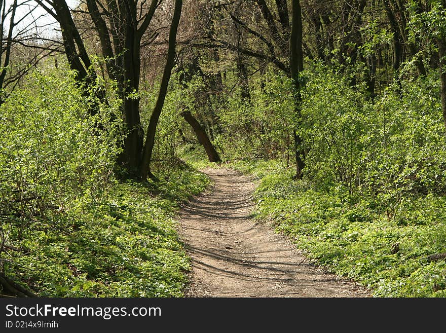 Sylvan path on a sunny summer day. Sylvan path on a sunny summer day.