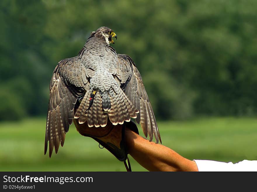 Hunting falcon