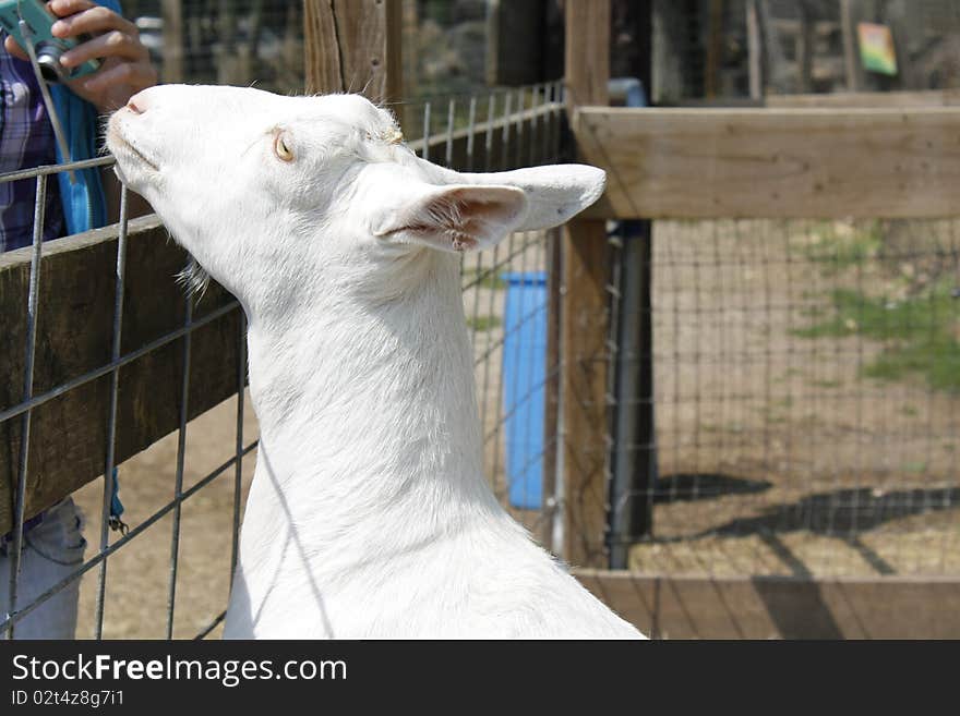 A goat at the zoo begging for food. A goat at the zoo begging for food